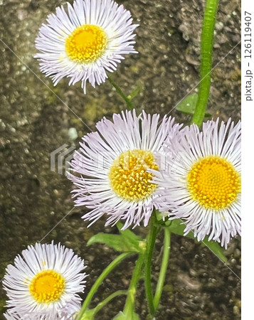 可憐な花ハルジョオンの花、小さくてかわいい花、淡いピンク色の花、細い花弁が沢山ある花 126119407