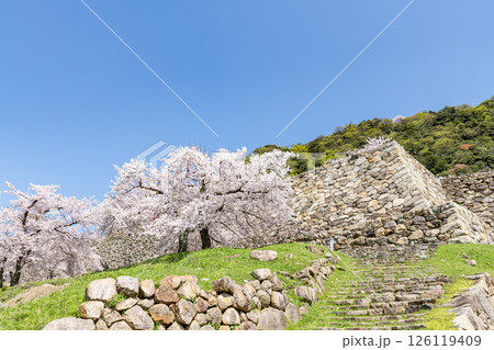鳥取県鳥取市　満開の桜が美しい鳥取城跡 126119409