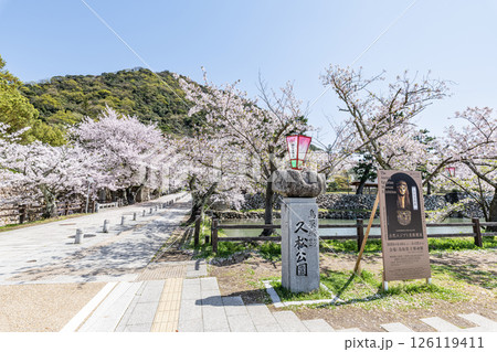 鳥取県鳥取市 満開の桜が美しい久松公園(鳥取城跡) 鳥取県鳥取市 満開の桜が美しい久松公園(鳥取城跡) 126119411