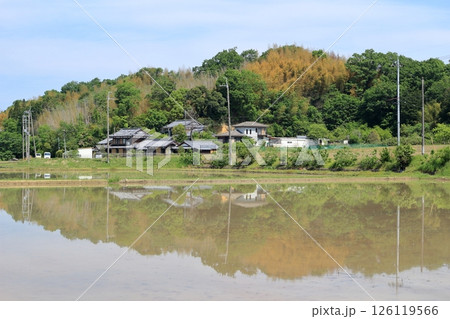 田植えの時期の水田の水面にうつり込む周りの風景 126119566
