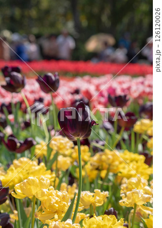 花 フラワー お花 126120026