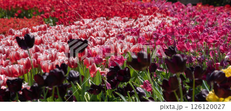 花 フラワー お花 126120027