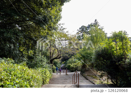 秋の筑波山神社　ケーブルカー駅からの帰り道 126120068