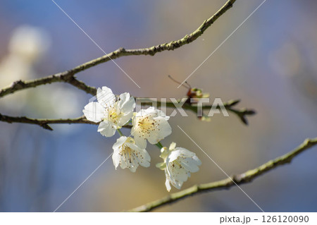 花 フラワー お花 126120090