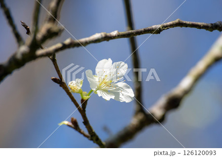 花 フラワー お花 126120093