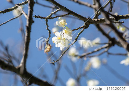 花 フラワー お花 126120095