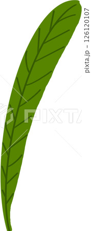 Beautiful shape and green colors tone of fresh plant leaves. Beautiful shape and green colors tone of fresh plant leaves. 126120107