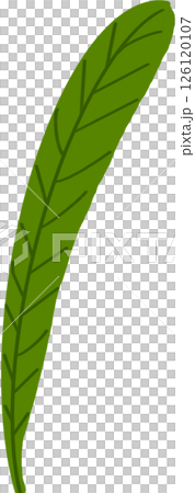 Beautiful shape and green colors tone of fresh plant leaves. Beautiful shape and green colors tone of fresh plant leaves. 126120107