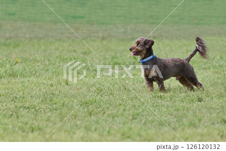 ドッグランで遊ぶ愛犬　トイプードル 126120132