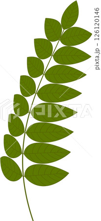 Beautiful shape and green colors tone of fresh plant leaves. Beautiful shape and green colors tone of fresh plant leaves. 126120146