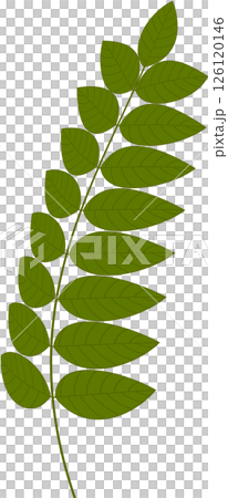 Beautiful shape and green colors tone of fresh plant leaves. Beautiful shape and green colors tone of fresh plant leaves. 126120146
