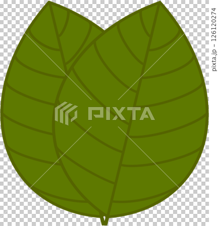Beautiful shape and green colors tone of fresh plant leaves. 126120274