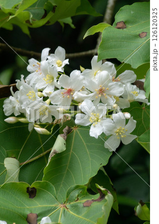 花 フラワー お花 126120325