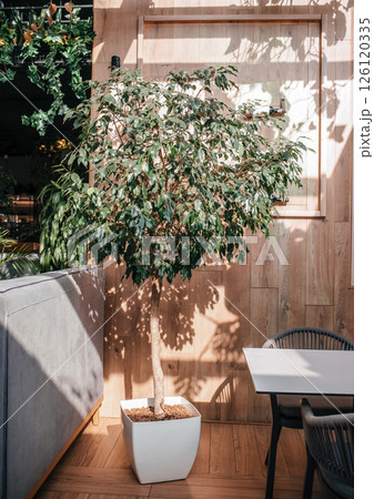 ficus benjamina under the sunlight with shadows on the wall background. Trending indoor plants. House plants care concept ficus benjamina under the sunlight with shadows on the wall background. Trending indoor plants. House plants care concept 126120335