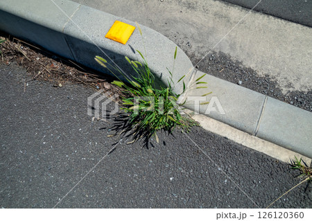 アスファルトに生える草 126120360