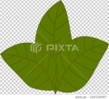 Beautiful shape and green colors tone of fresh plant leaves. Beautiful shape and green colors tone of fresh plant leaves. 126120497