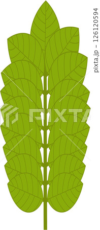 Beautiful shape and green colors tone of fresh plant leaves. 126120594