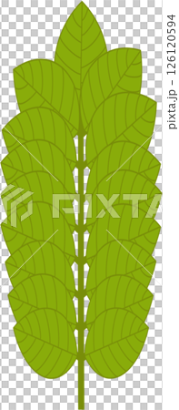 Beautiful shape and green colors tone of fresh plant leaves. 126120594