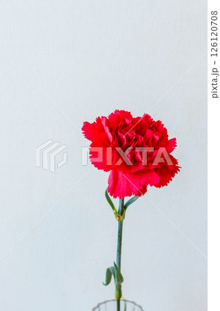 カーネーション カーネーション 126120708