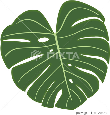 Beautiful shape and green colors tone of monstera deliciosa plant leaves. Beautiful shape and green colors tone of monstera deliciosa plant leaves. 126120869