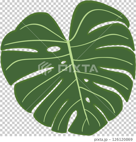 Beautiful shape and green colors tone of monstera deliciosa plant leaves. Beautiful shape and green colors tone of monstera deliciosa plant leaves. 126120869