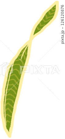 Beautiful shape and green mixed yellow colors of snake plant leaves. 126120876