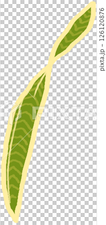 Beautiful shape and green mixed yellow colors of snake plant leaves. 126120876