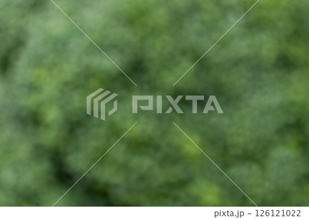 Abstract green vegetable background, blurred texture of fresh broccoli. 126121022