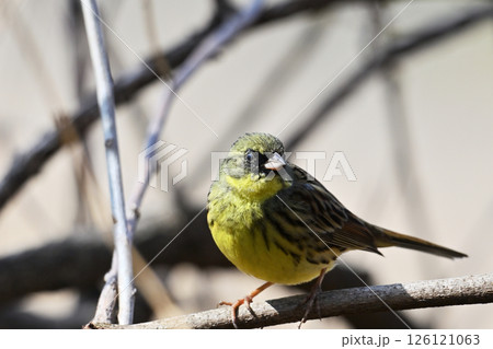 アオジ　（オス） 126121063