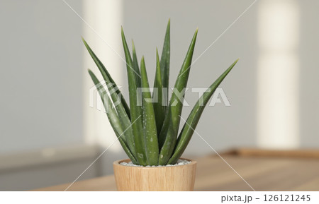 Aloe Vera (Aloe barbadensis miller) Succulent with fleshy, pointed green leaves in a minimalist clay pot, a wooden planter, 126121245