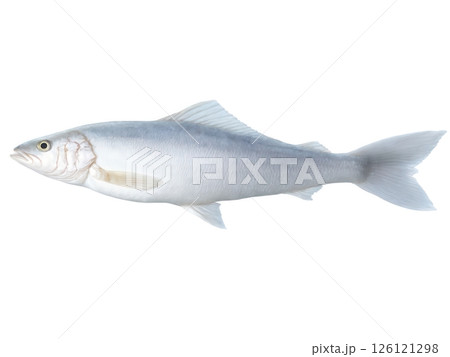 Haddock Fillet - A mild white fish, often used for fish and chips or baked dishes. 126121298