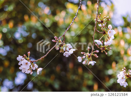 見福公園 ソメイヨシノ桜4ー13 見福公園 ソメイヨシノ桜4ー13 126121584