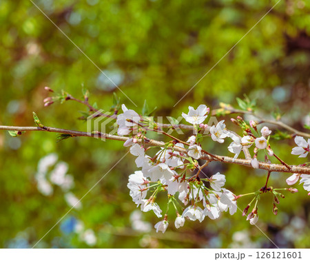 見福公園 ソメイヨシノ桜4ー36 見福公園 ソメイヨシノ桜4ー36 126121601