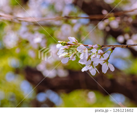 見福公園 ソメイヨシノ桜4ー37 見福公園 ソメイヨシノ桜4ー37 126121602