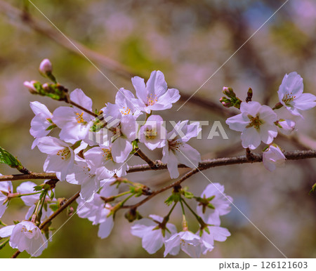 見福公園 ソメイヨシノ桜4ー38 見福公園 ソメイヨシノ桜4ー38 126121603