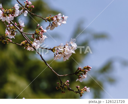 見福公園　ソメイヨシノ桜4ー85 126121720
