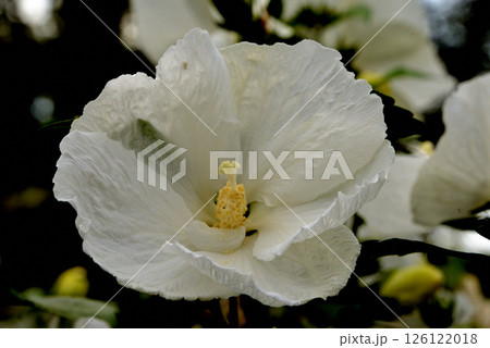 フヨウ 大徳寺白 126122018