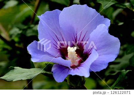 フヨウ ブルーサテン 126122071