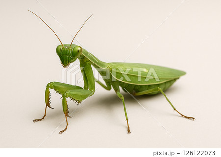 カマキリ カマキリ 126122073
