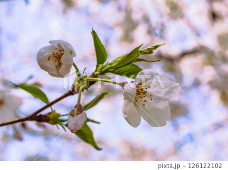 見福公園 ソメイヨシノ桜5ー14 見福公園 ソメイヨシノ桜5ー14 126122102