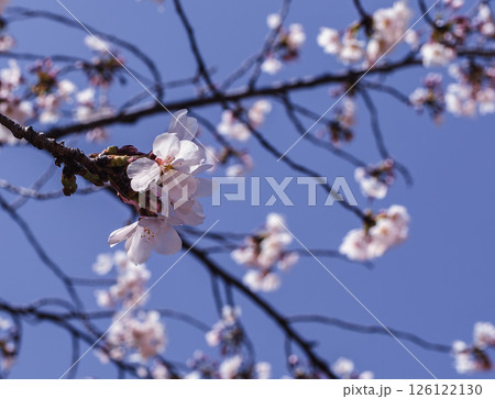 見福公園 ソメイヨシノ桜5ー42 見福公園 ソメイヨシノ桜5ー42 126122130