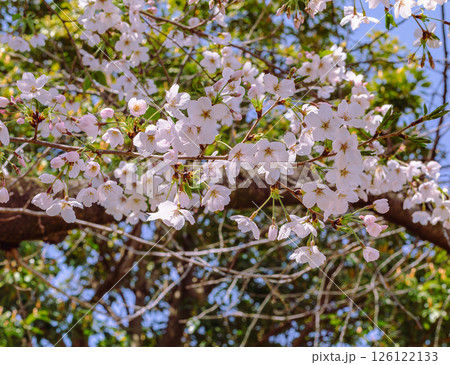見福公園　ソメイヨシノ桜5ー45 126122133