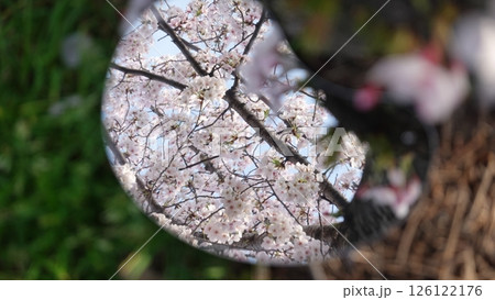 鏡に映る桜の花 鏡に映る桜の花 126122176