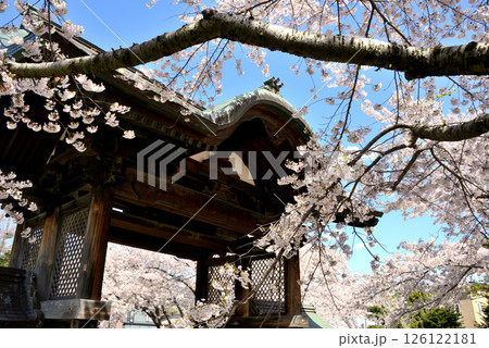 小樽市 天上寺の山門の桜 小樽市 天上寺の山門の桜 126122181