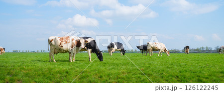 Agriculture. Farm. Domestic animals on the farm. Cows grazing in the meadow. 126122245