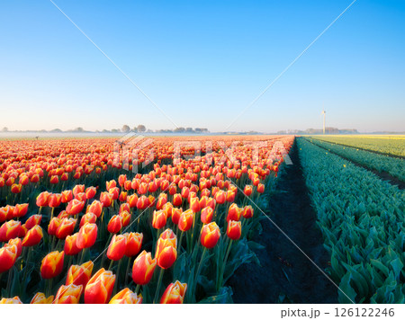 Field with tulip rows and wind turbines. Wind generator in a field in the Netherlands.  126122246