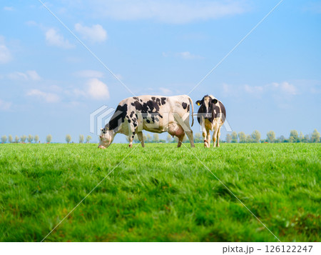 Agriculture. Farm. Domestic animals on the farm. Cows grazing in the meadow.  126122247
