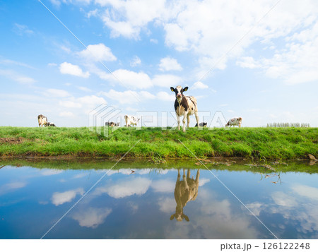 Agriculture. Farm. Domestic animals on the farm. Cows grazing in the meadow. Agriculture. Farm. Domestic animals on the farm. Cows grazing in the meadow. 126122248