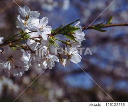 見福公園　ソメイヨシノ桜6ー3 126122286