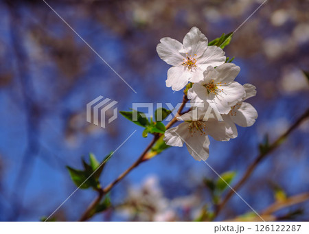 見福公園 ソメイヨシノ桜6ー4 見福公園 ソメイヨシノ桜6ー4 126122287